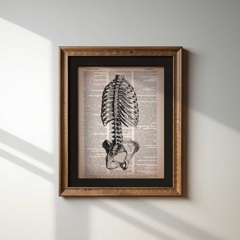 Ribs & Pelvis image 1