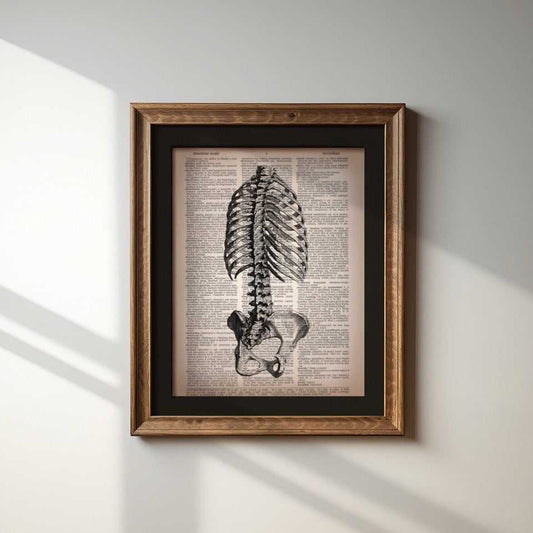 Ribs & Pelvis image 1