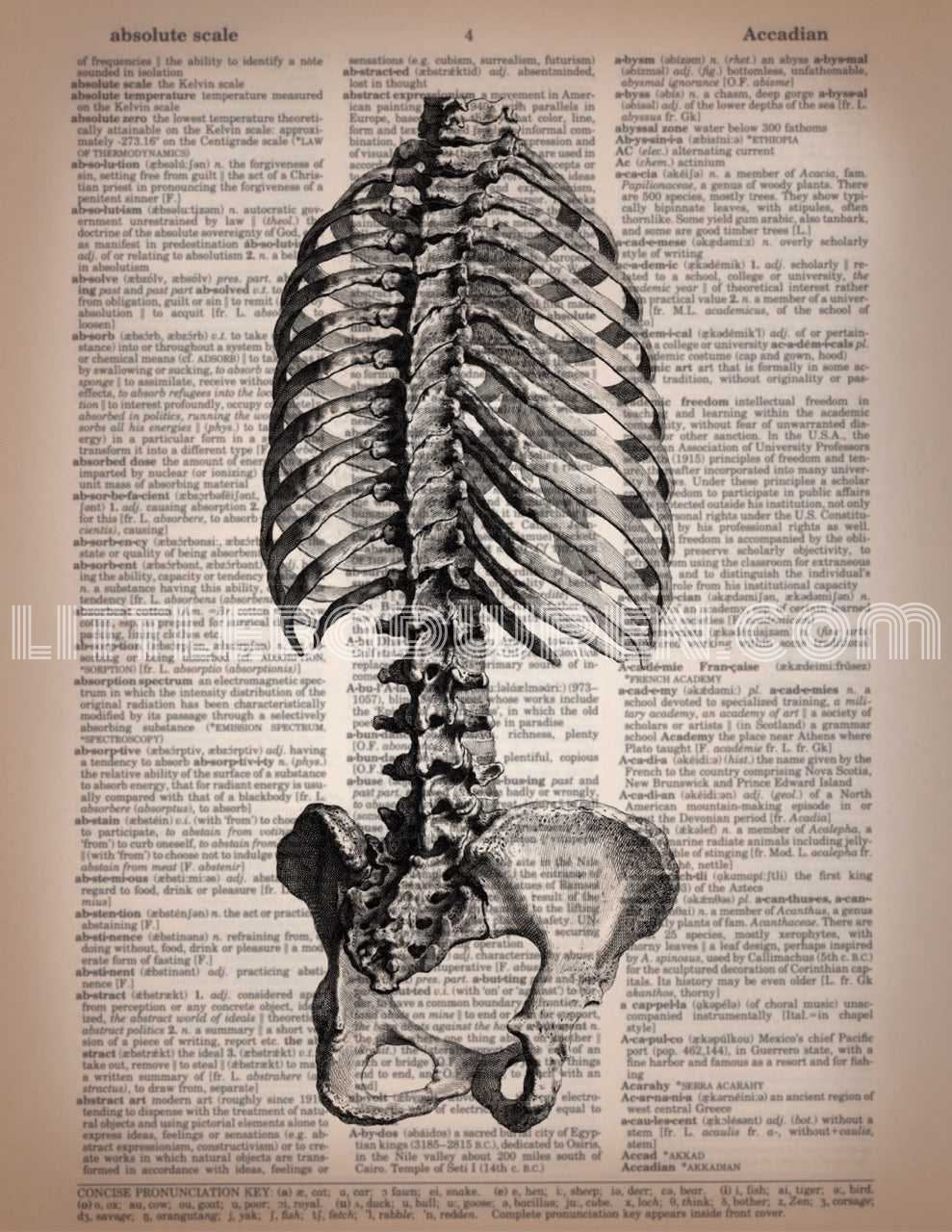 Ribs & Pelvis image 0