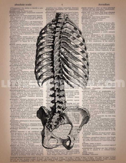 Ribs & Pelvis image 0