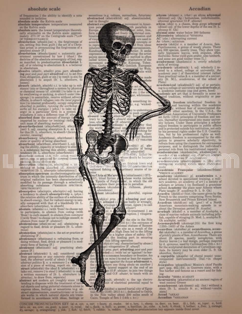 Skeleton - Casual image 0