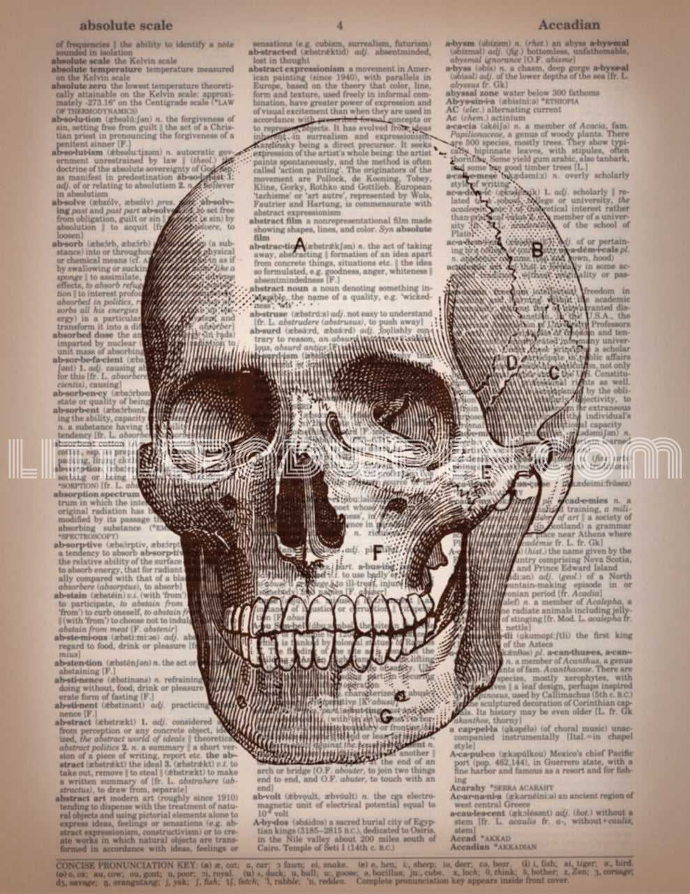 Skull A image 0