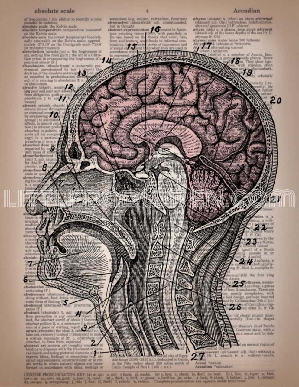Head Slice image 0