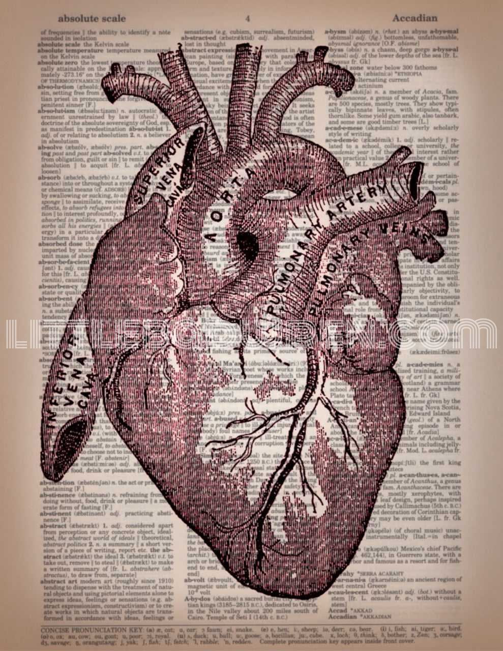 Heart - Plain image 0