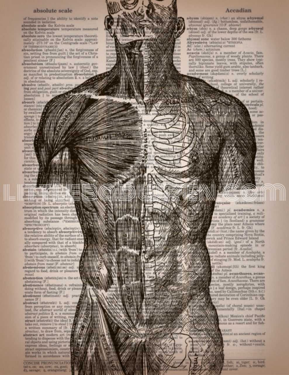 Torso image 0