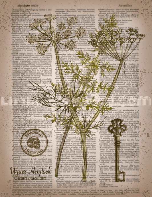 Poison Hemlock image 0