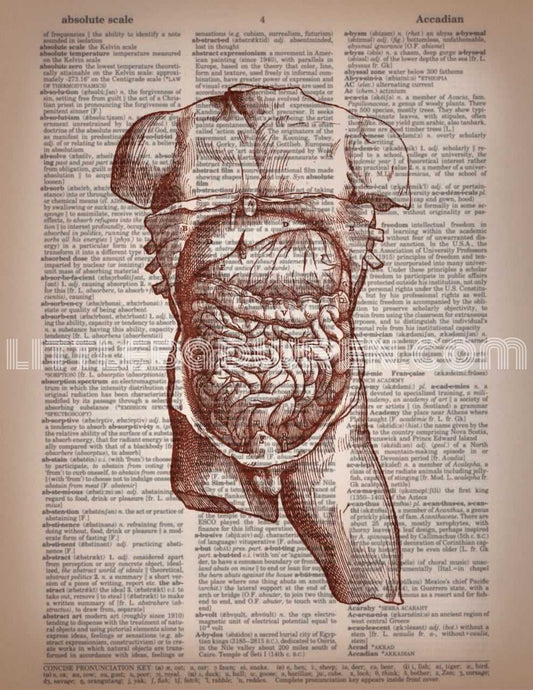 Torso - Open image 0